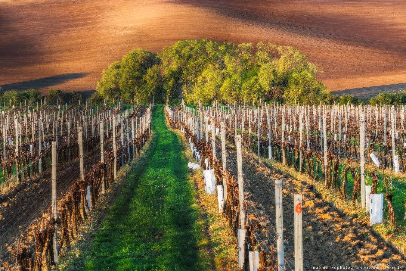 чехия,моравия,южная,виноградники,поля,весна,холмы,зеленый, Александр Науменко