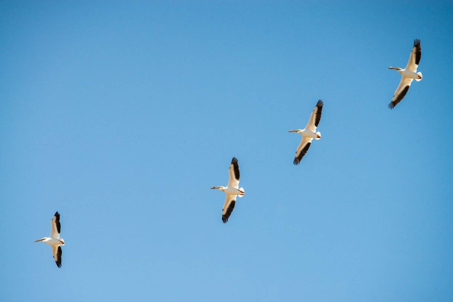 канада, альберта, калгари, птицы, пеликаны, Денис Семенов