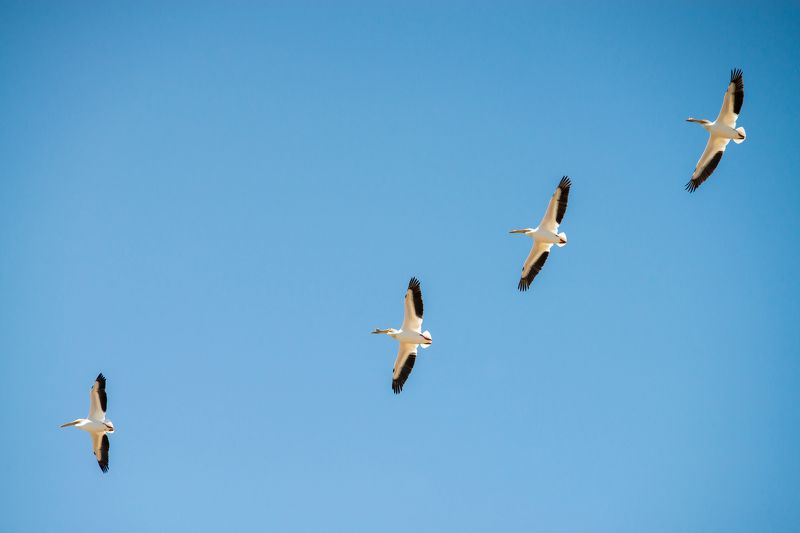 канада, альберта, калгари, птицы, пеликаны Пеликаны на севере фото превью