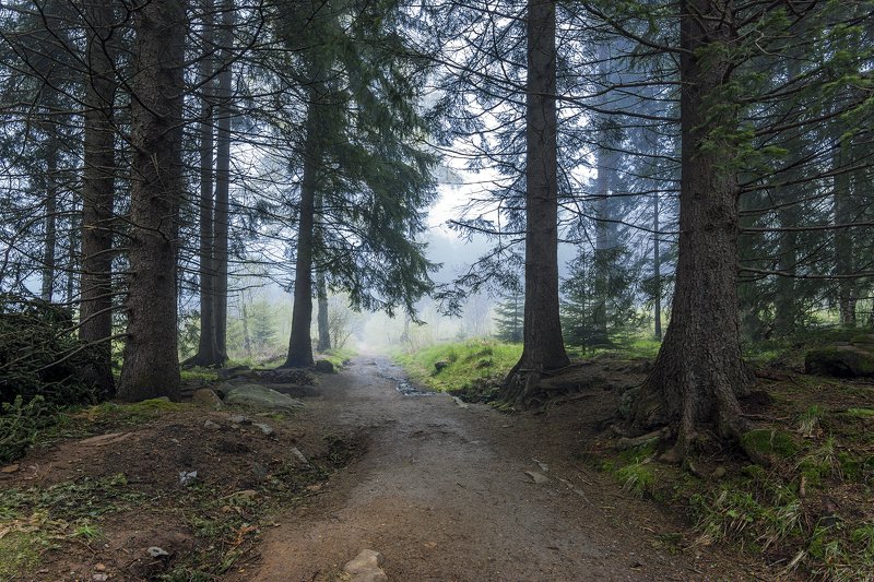 Walking in the fog фото превью