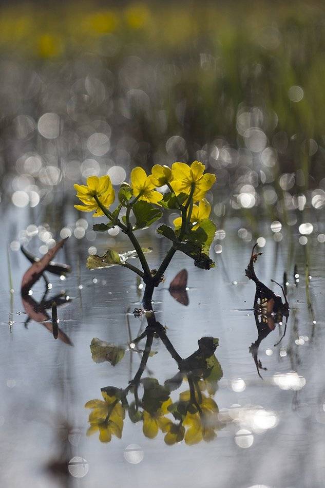 , Иваненко Светлана