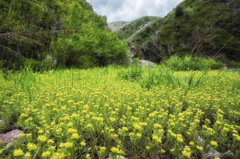 горы весна зелень цветы Кыргызстан тяньшань mountains spring green flowers Kyrgyzstan Tianshan Малиновое ущелье. Кыргызстан фото превью