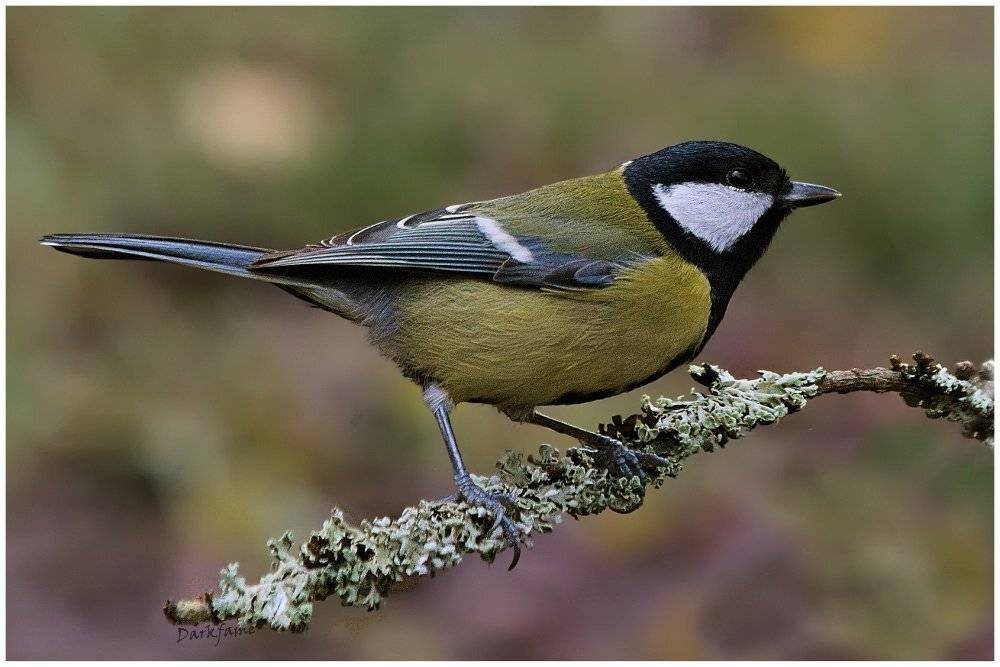 , Георги Славов