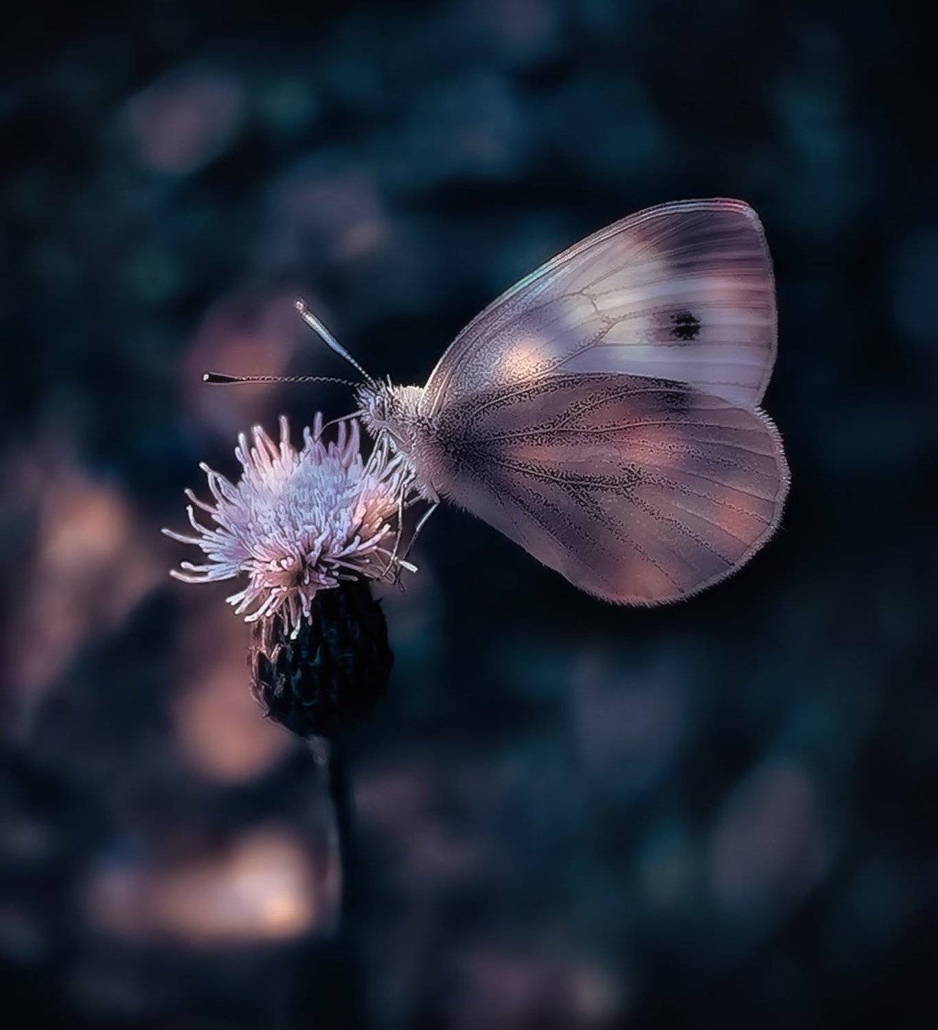 Бабочка, Nataliorion