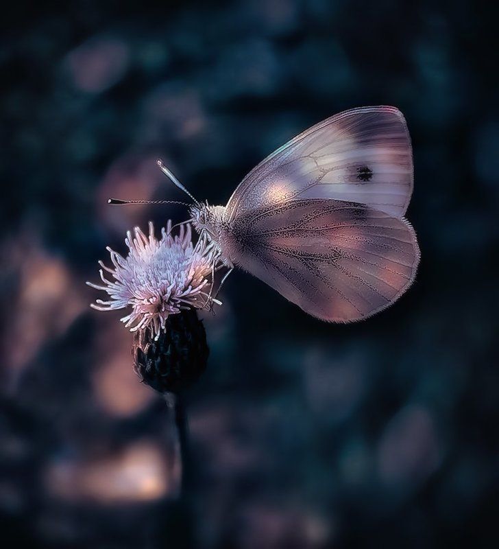 Бабочка ***** фото превью