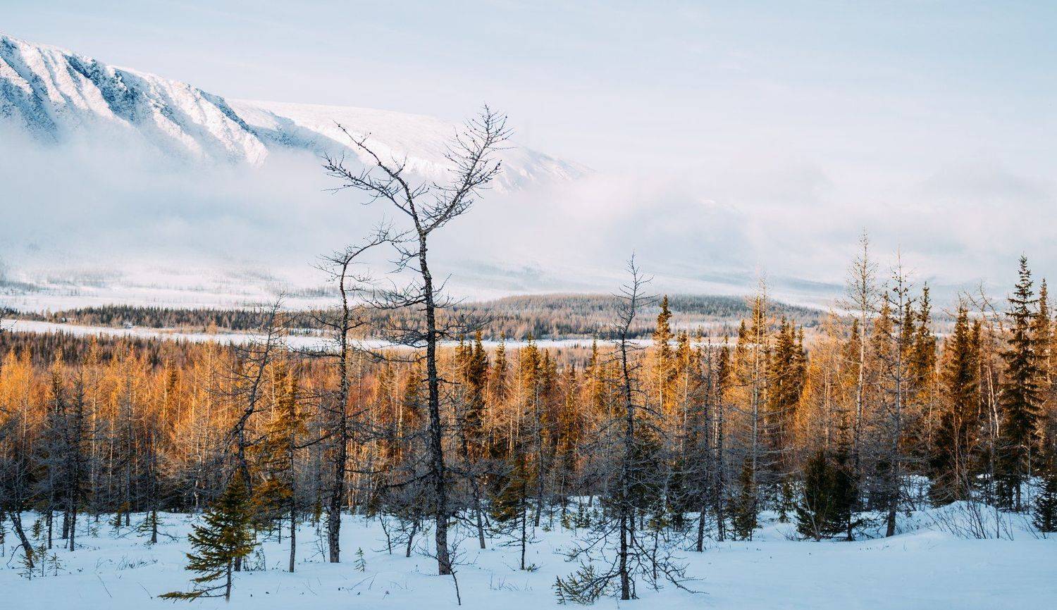 , Настя Братка