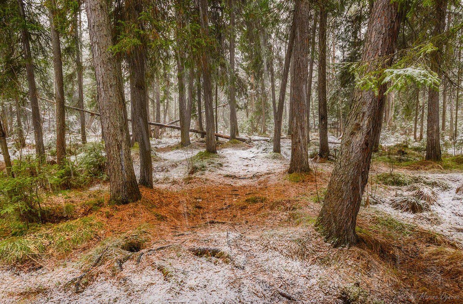 Весна в Сибири, Красноярский край, Лес, Сибирь, Марина Огнева