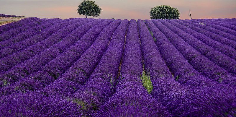 лаванда цветы поля волны даль вечер горизонт благоухание покой умиротворение Поля  лаванды. фото превью