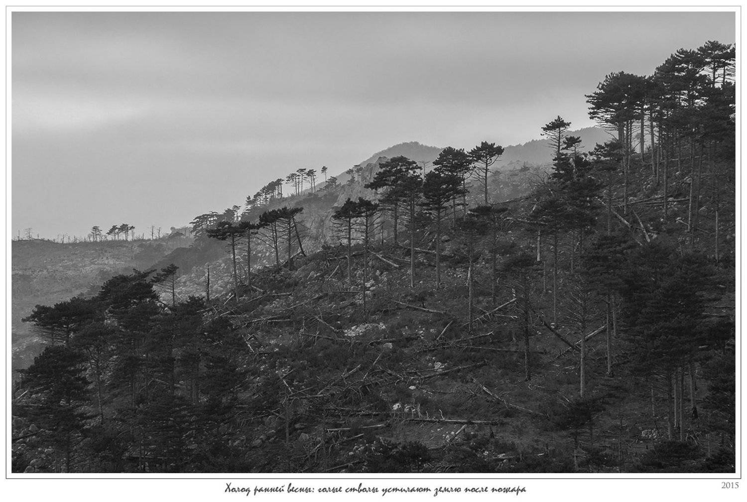 Анатолий покровский, Весна, Горельник, Горы, Крым, Лесной пожар, Скалы, Сосны, Анатолий Покровский