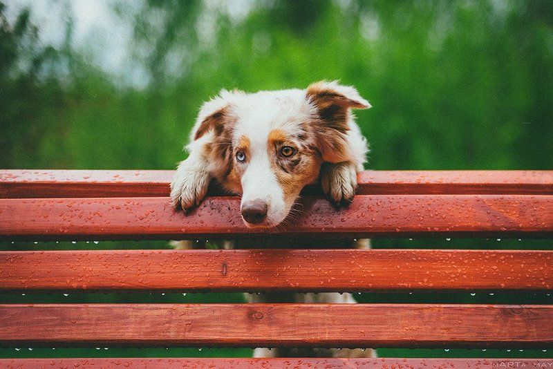 собака, австралийская овчарка, дождь После дождя фото превью