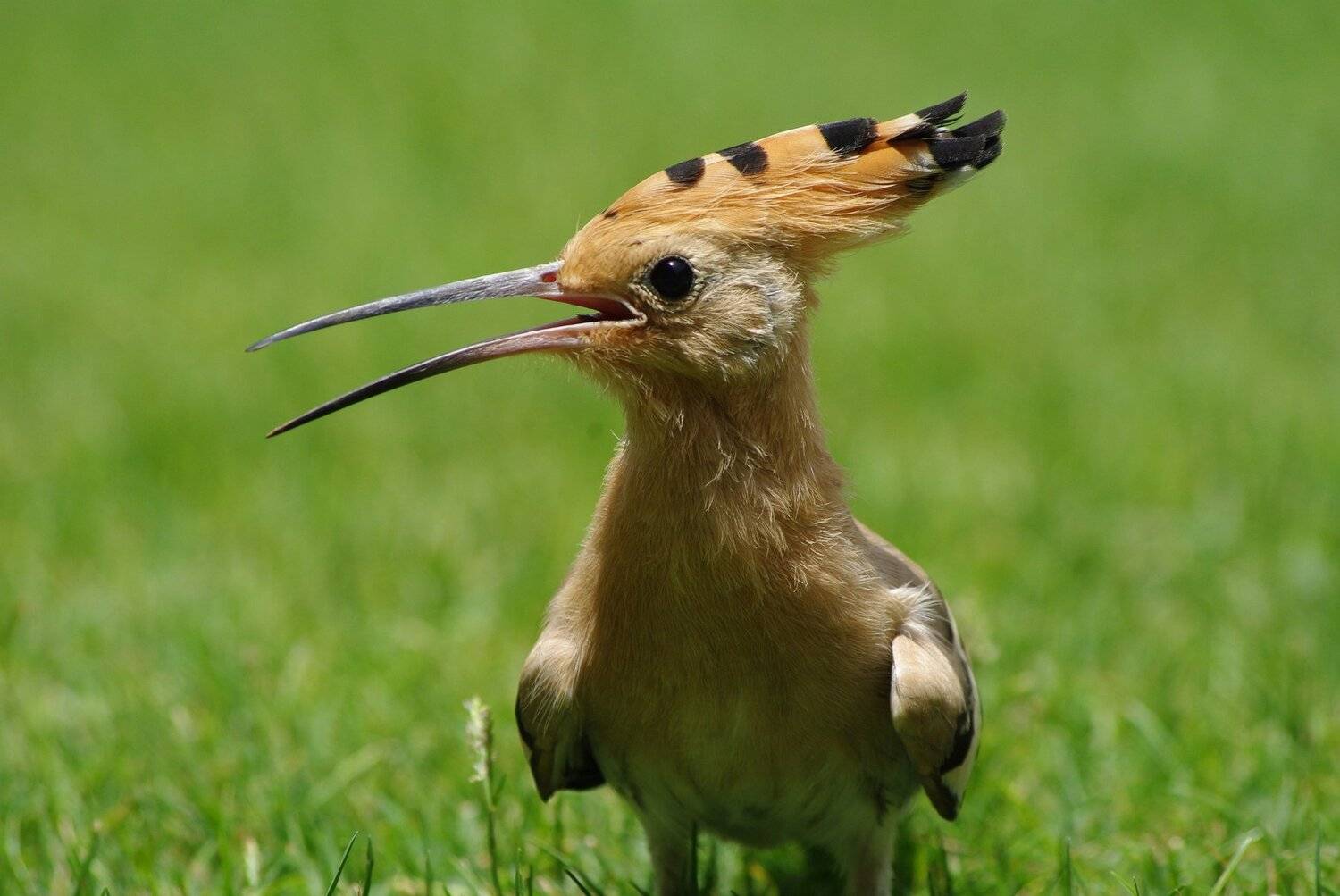 Animals, Birds, Jacek