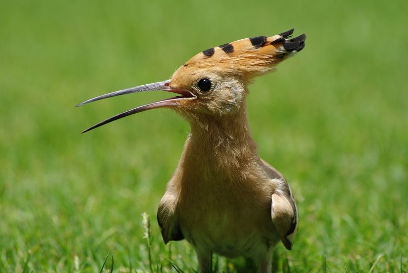 Animals, Birds  фото превью