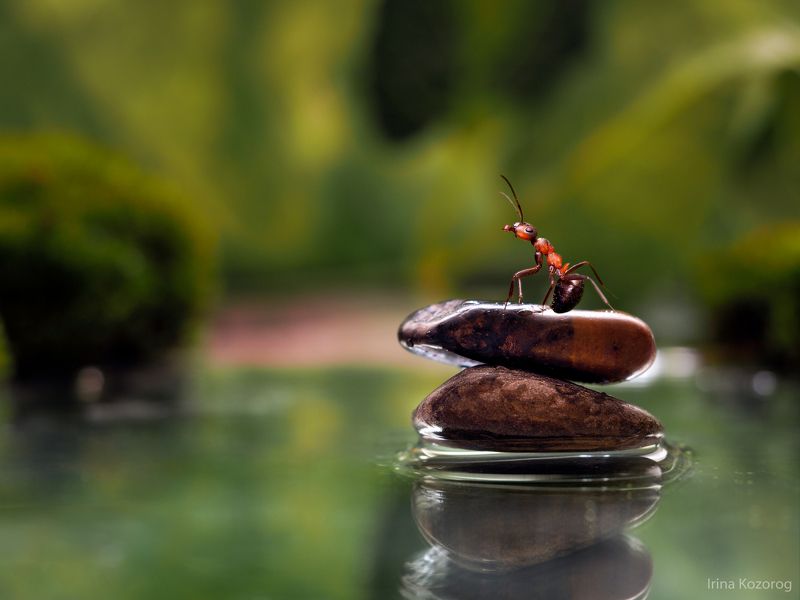 Дзен фото превью