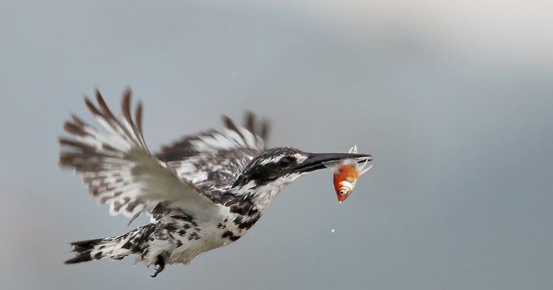 7d, animals, birds, fish, kingfisher, животные, зимородок, птицы, рыба Маленький охотник фото превью