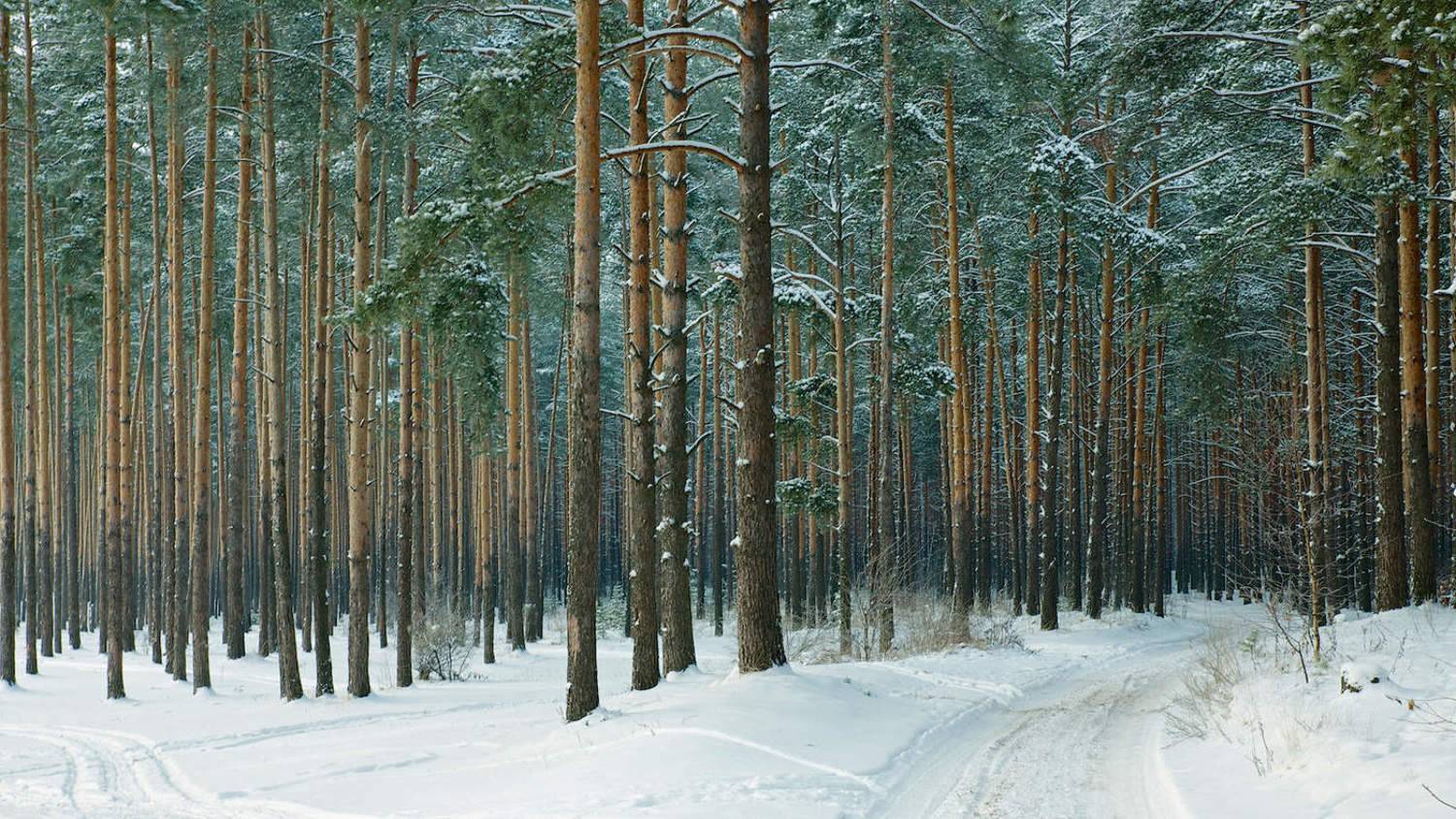 дорога, лес зима, снег сосны, СПИРИДОНОВ НИКОЛАЙ