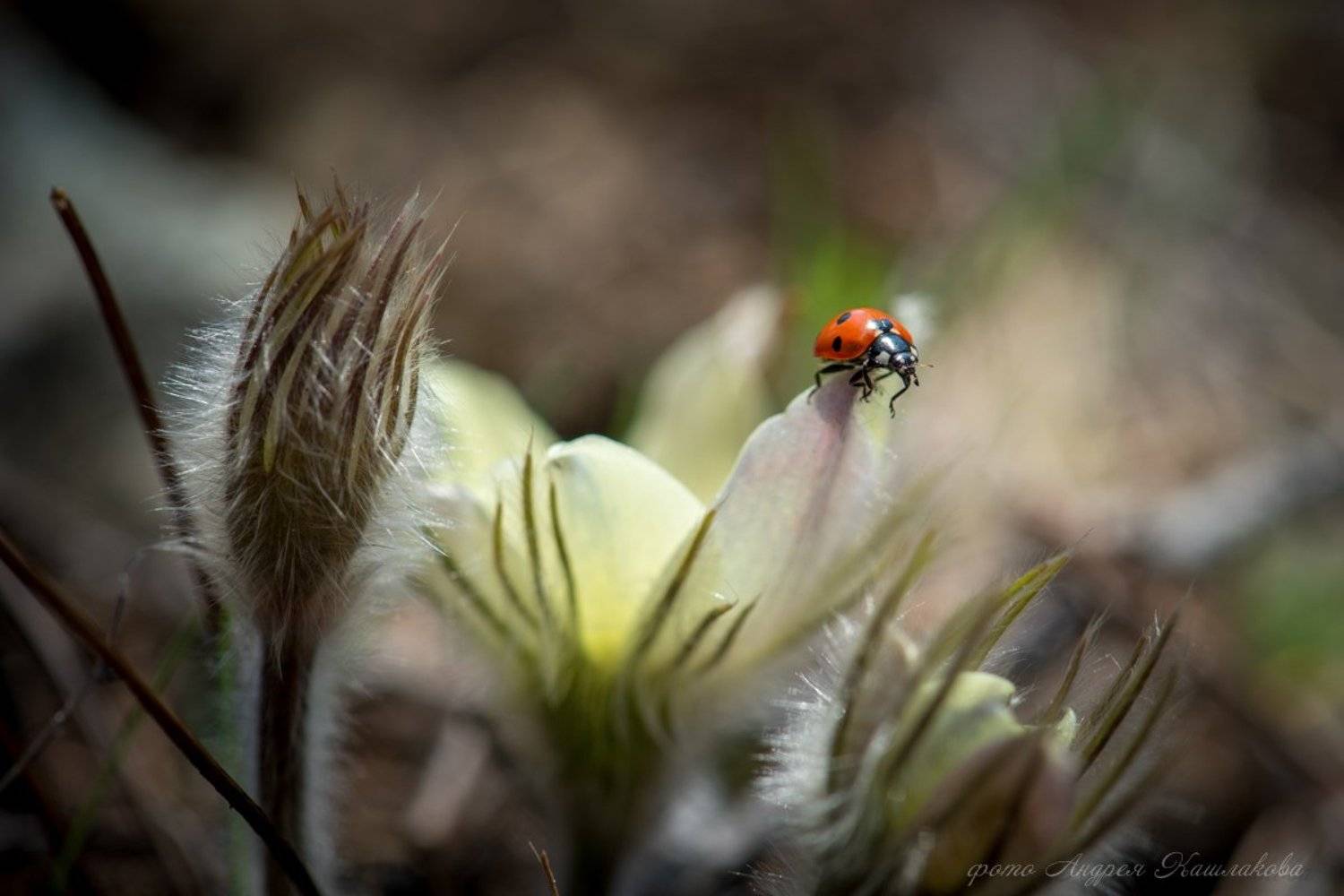 , Андрей Кашлаков