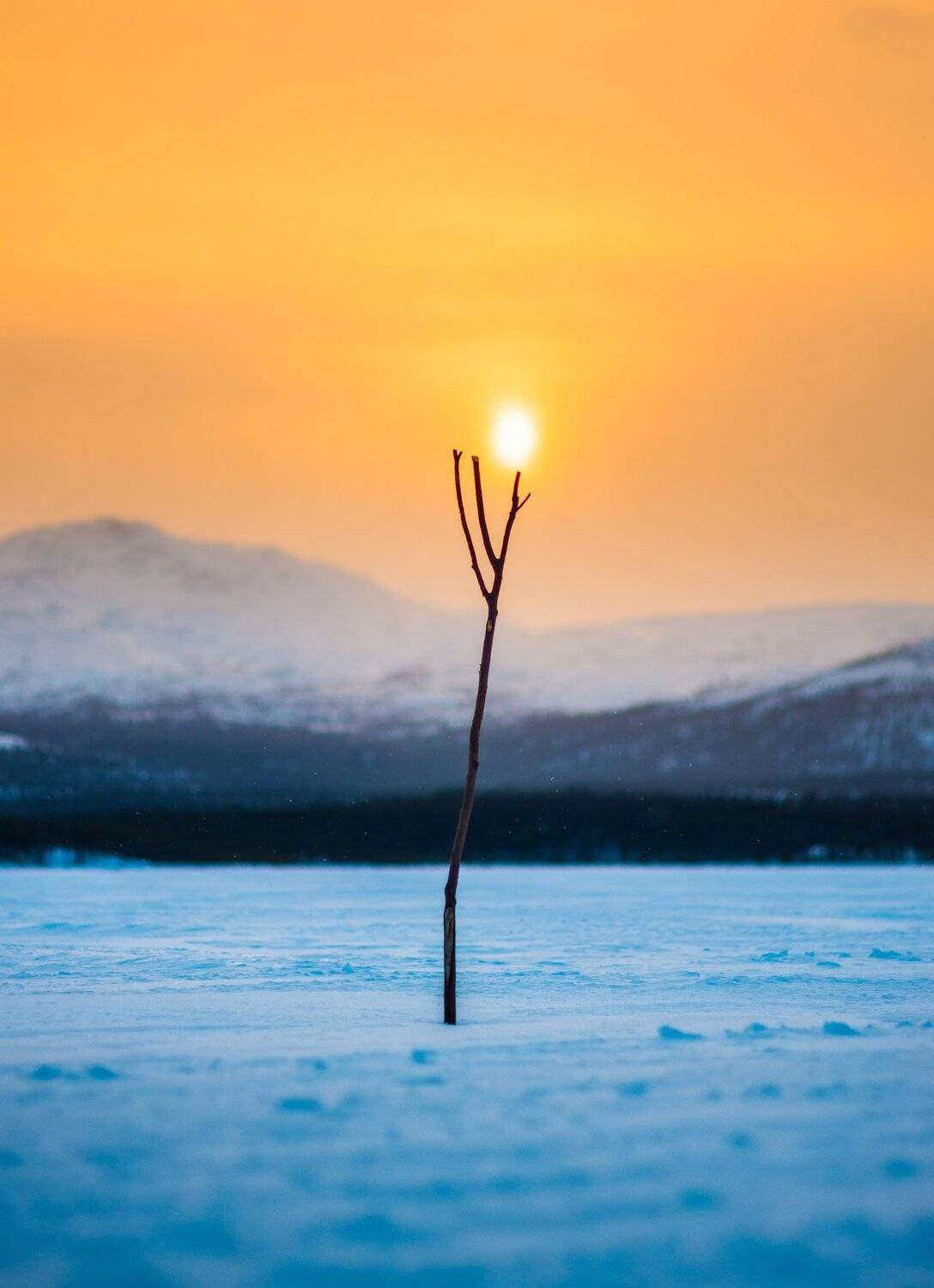 тундры, палка, ветка, снег, зима, Evgeniy Khilkevitch