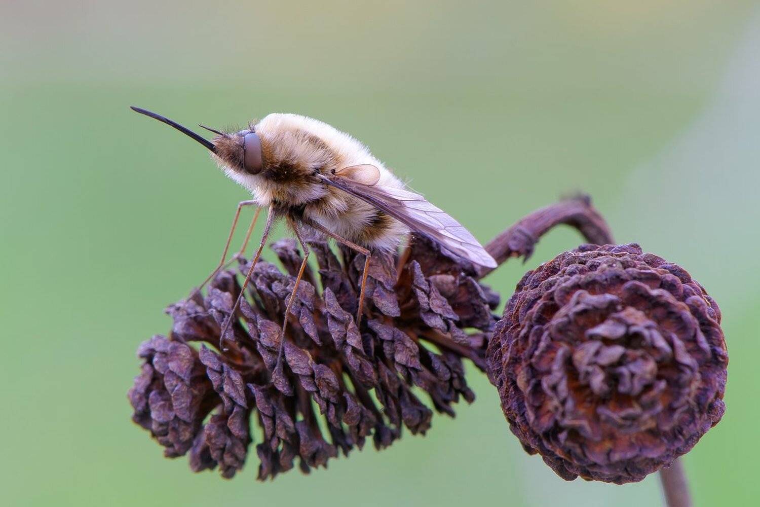 , Кузнецов Дмитрий