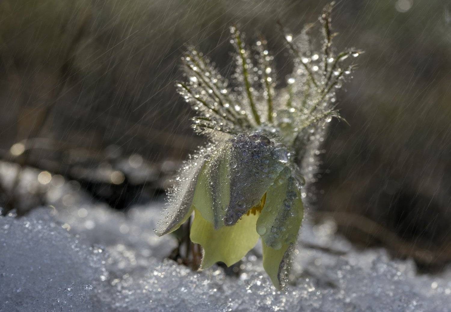 , Татьяна Борисова