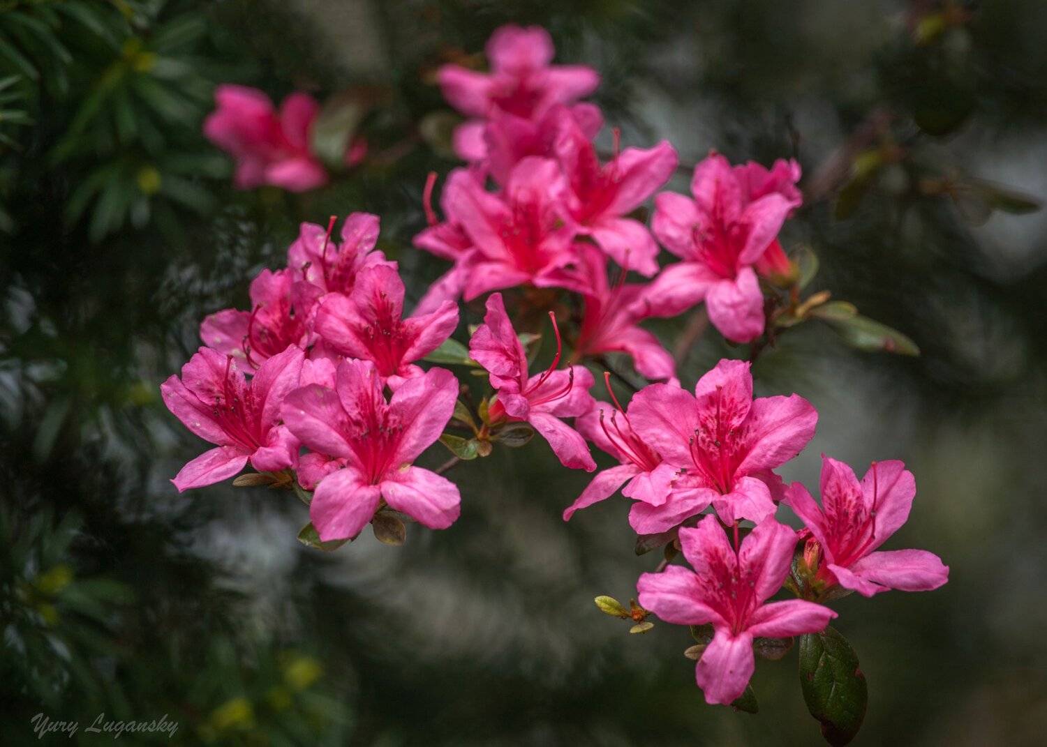 azalia, Yury Lugansky