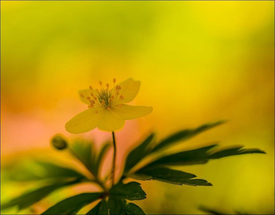 , Бурлов Андрей