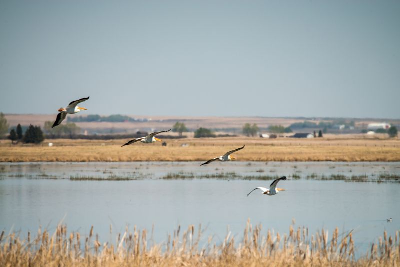 канада, альберта, калгари, птицы, пеликаны Пеликаны на севере фото превью
