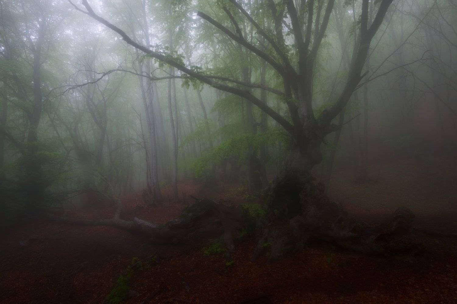 демерджи., туманы., крым., лес., Кокотков Михаил