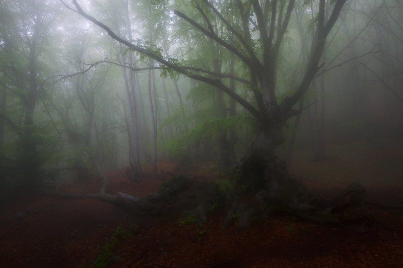 демерджи., туманы., крым., лес. Спускаясь тропами Демерджи. фото превью