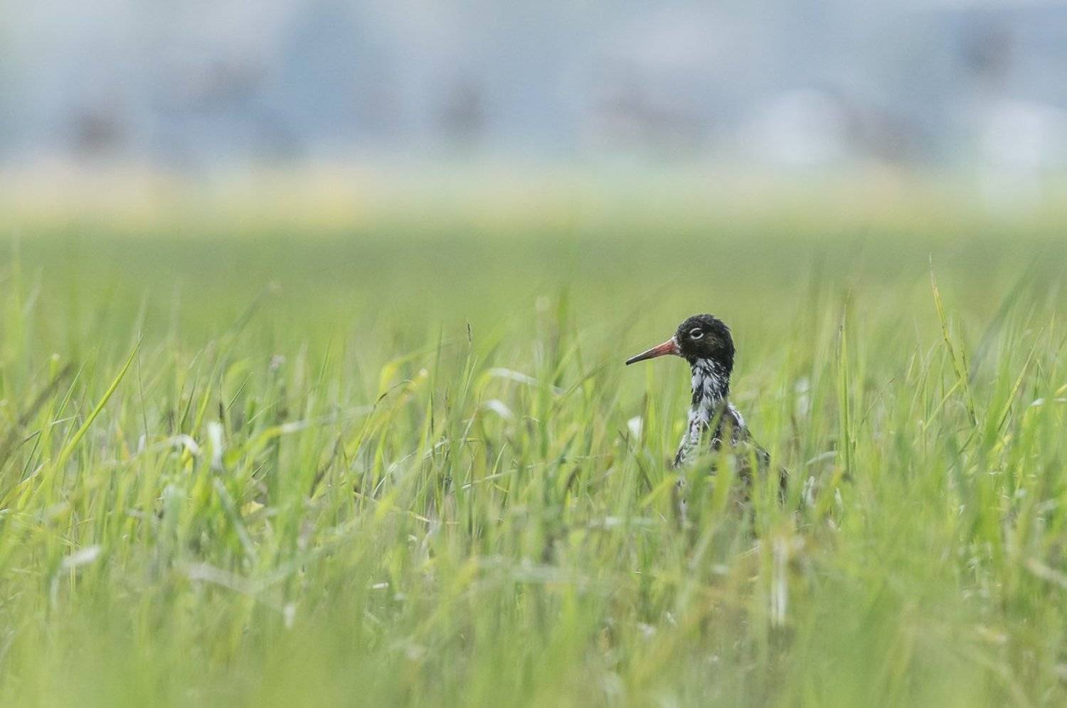 aves, birds, calidris pugnax, ptaki, batalion, birder's corner, Dominik Chrzanowski