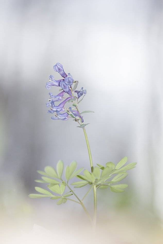, Иваненко Светлана