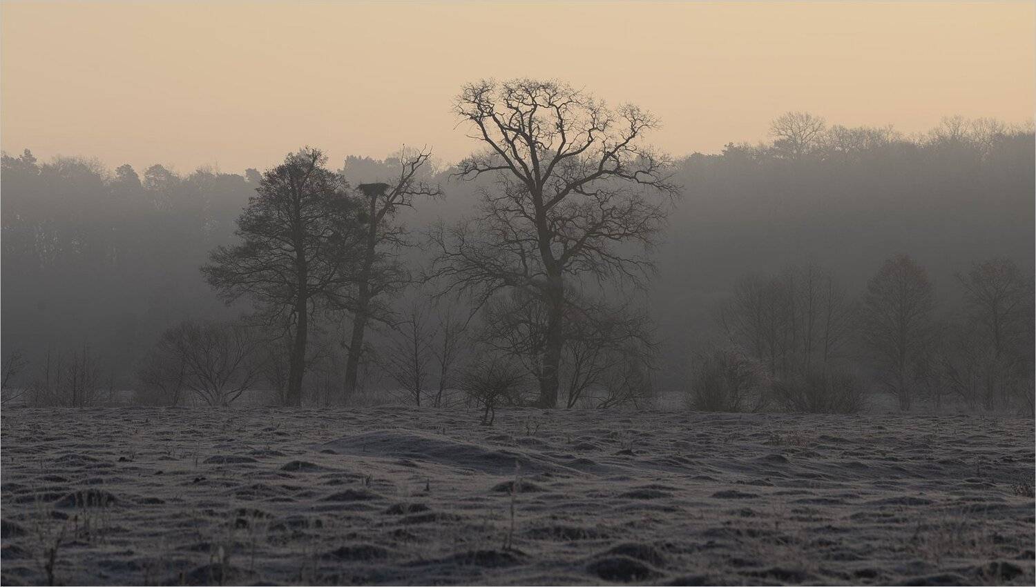 , Николай Шахманцир
