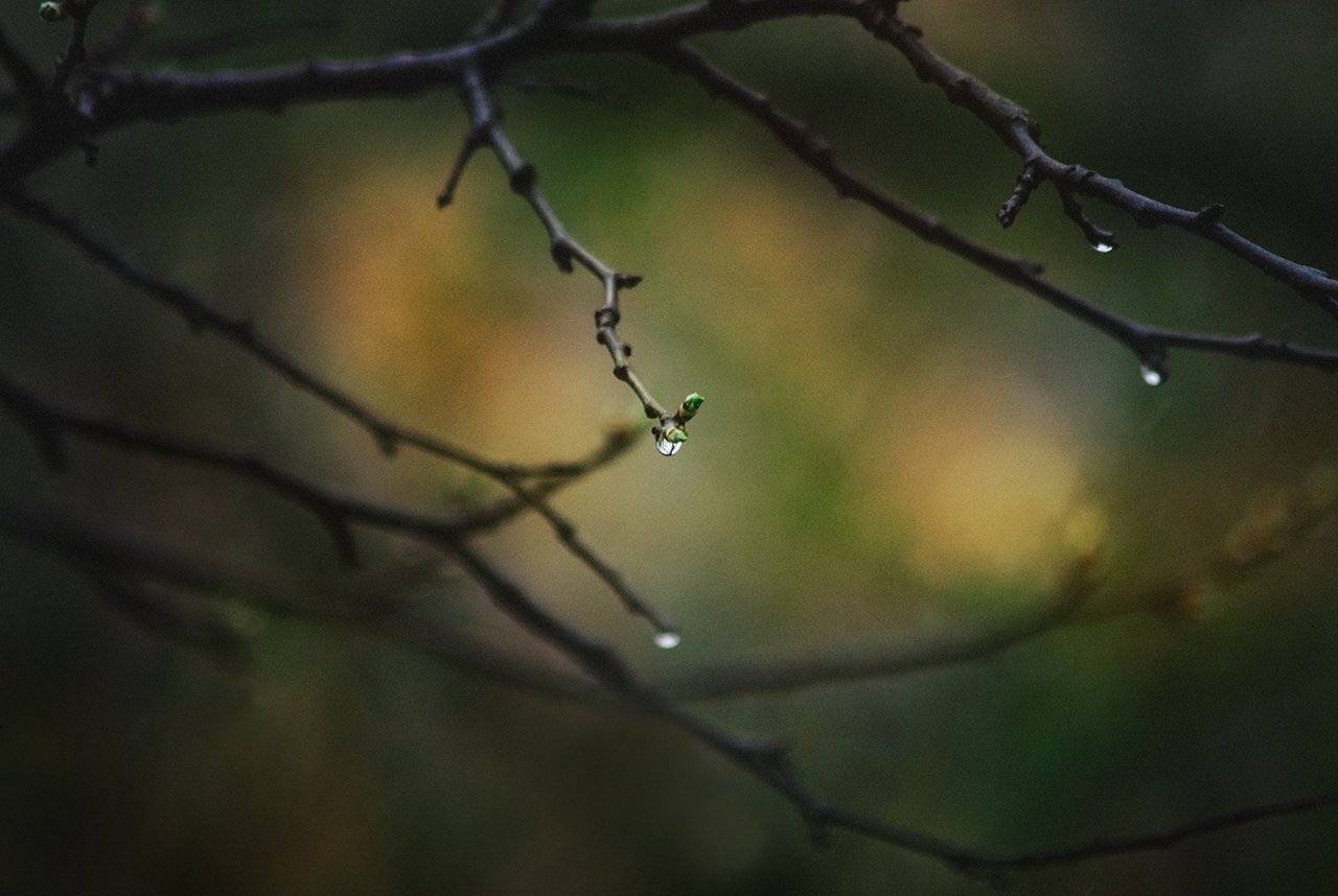 , Парбукова Анна