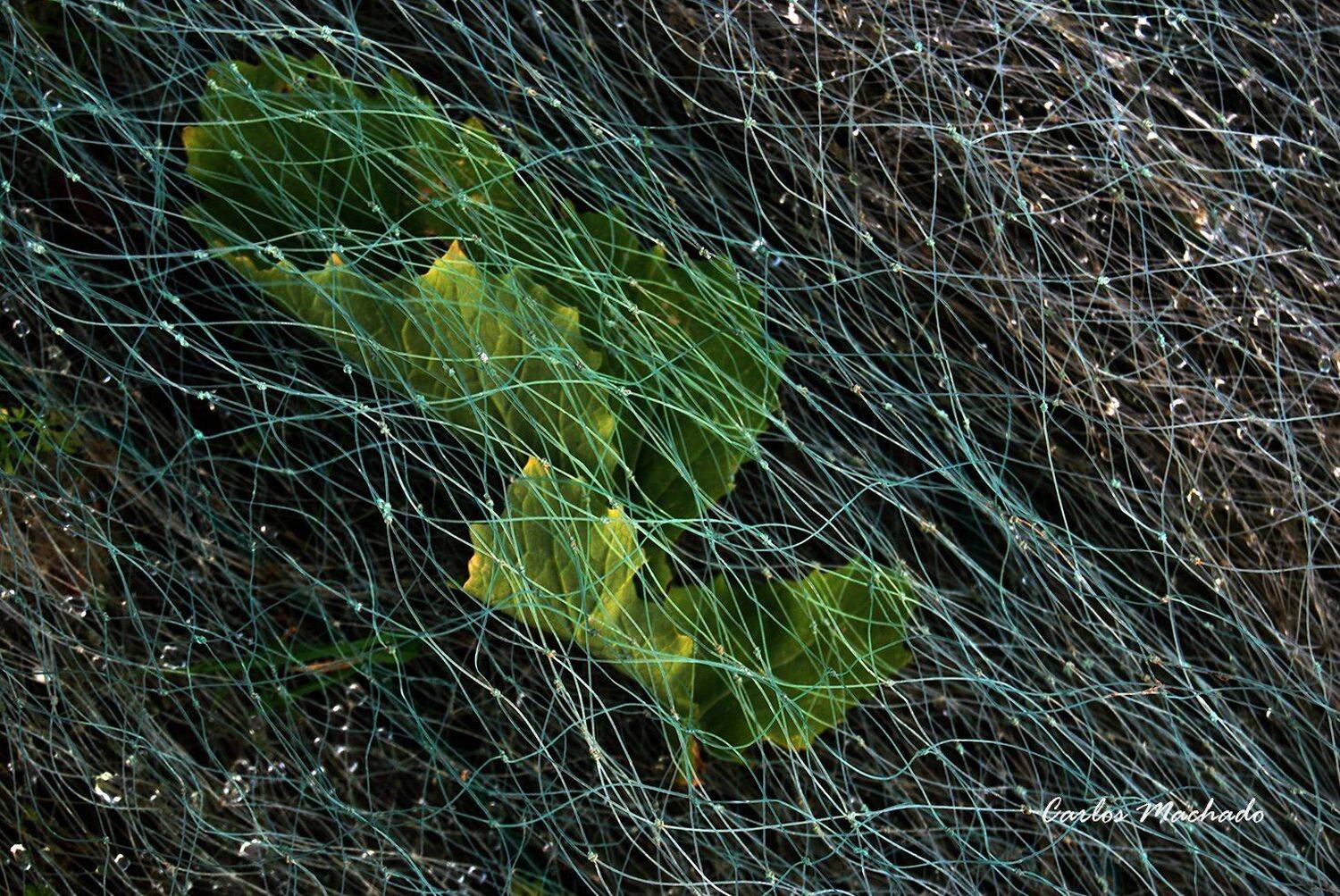 Macro, Travel, Other, Reportage, Still life,, Carlos Machado