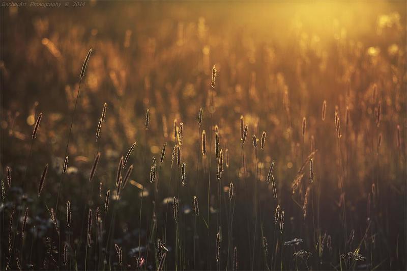 Celestial Summer X фото превью