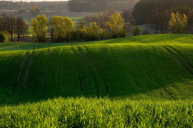 Fild, Jakub przybyla, Poland, Spring, Zlocieniec Spring фото превью