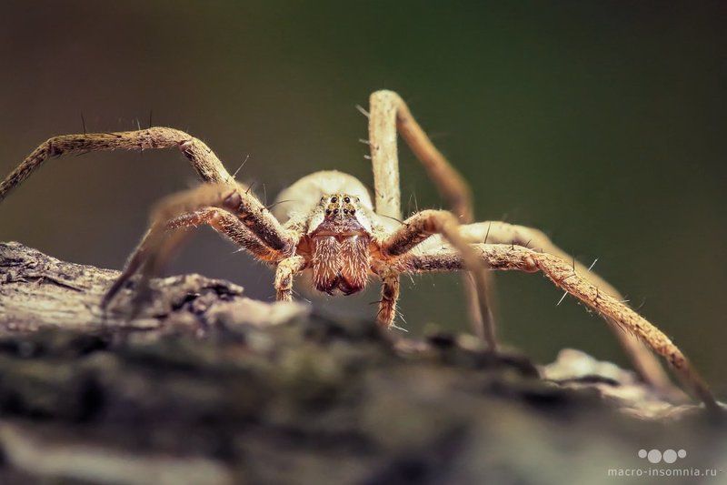 pisaura mirabilis, пизаура удивительная, макро, насекомые, паук, кирилл кривошеев, macro insomnia, дуб, роща В дубовой роще фото превью