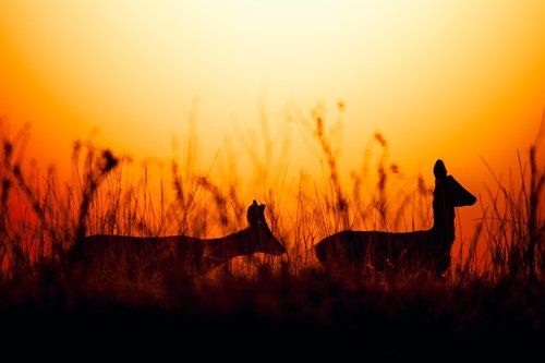 Roe-deers from Mars