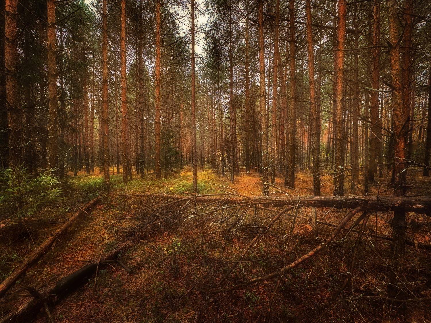 , Александр Аседач