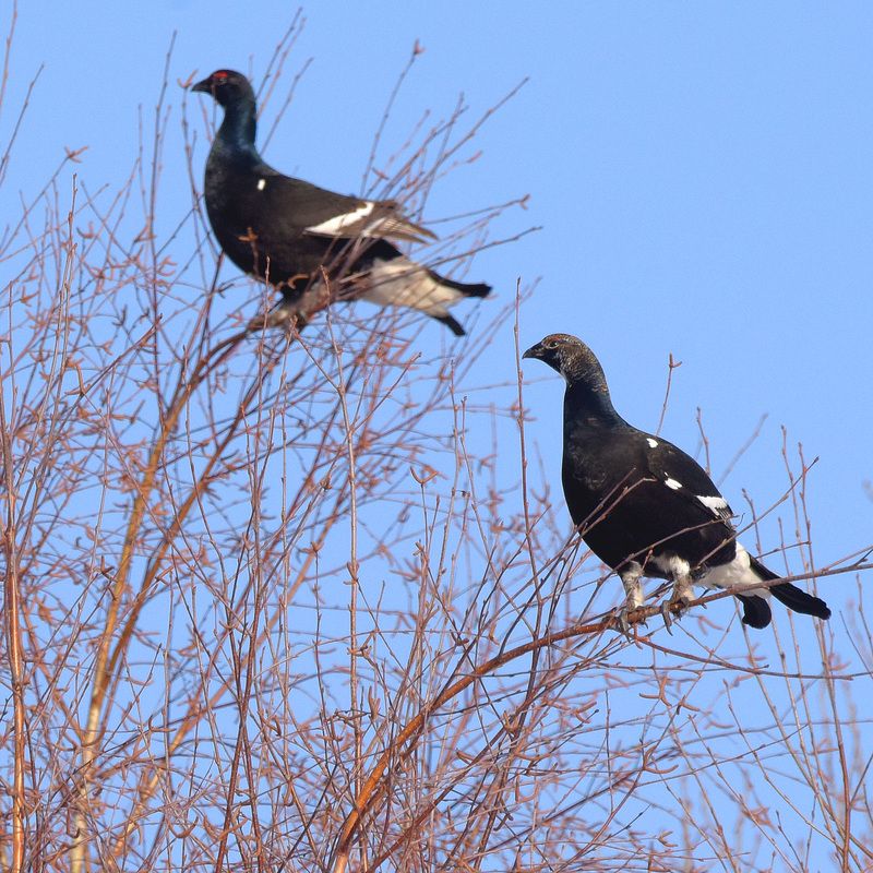 тетерева, березовые почки, весна Косачи. фото превью