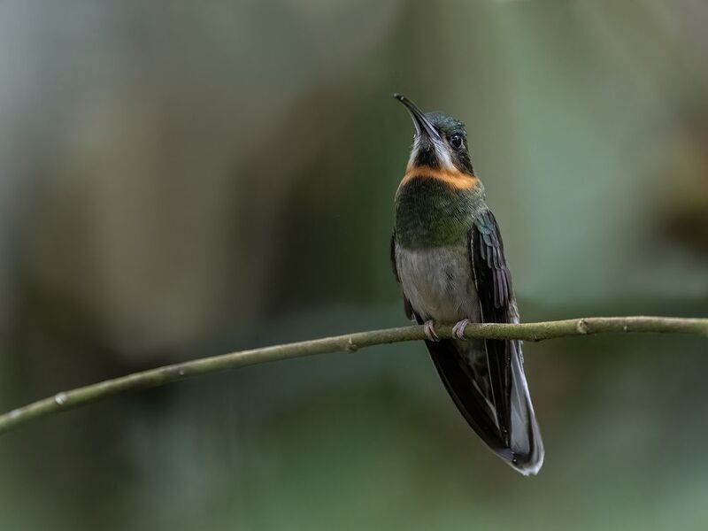 Pale-tailed Barbthroat фото превью