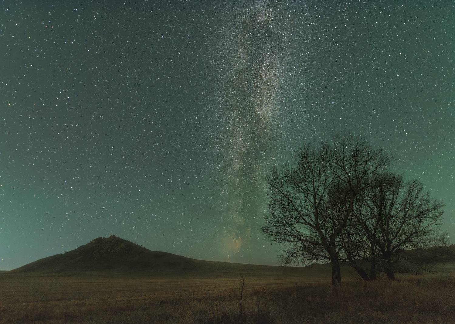 ночь, звезды, горы, деревья, млечный путь, алтай, Denis Koshkin