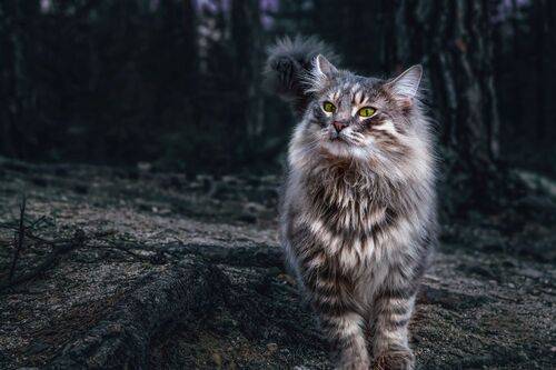 Кот Батон