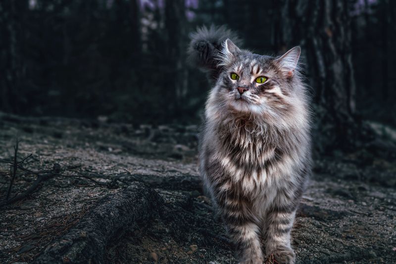 ковдор, мурманская область, фотограф покровский алексей Кот Батон фото превью