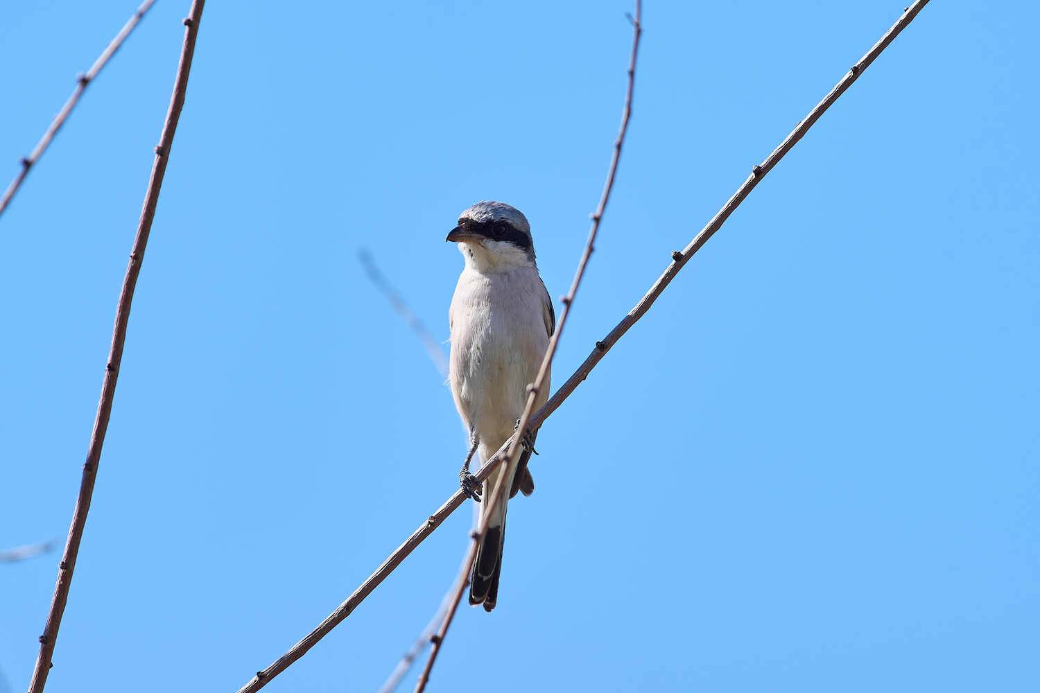 жулан, Обыкновенный жулан, bird, birds, birdswatching, volgograd, russia, , Павел Сторчилов