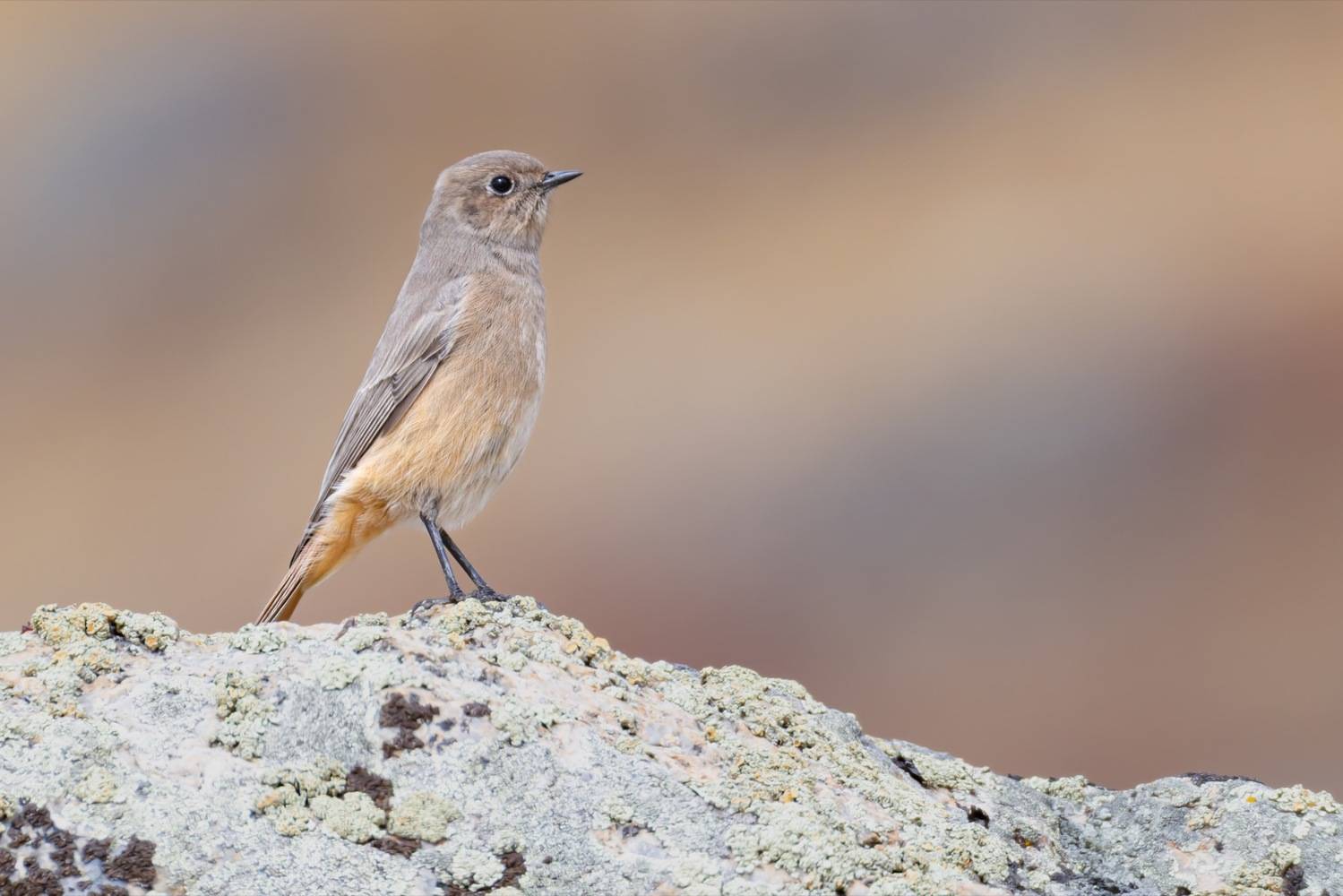 краснобрюхая горихвостка, птицы, горихвостка, алтай, Ruslan Pl