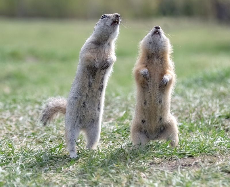 Дуэт фото превью