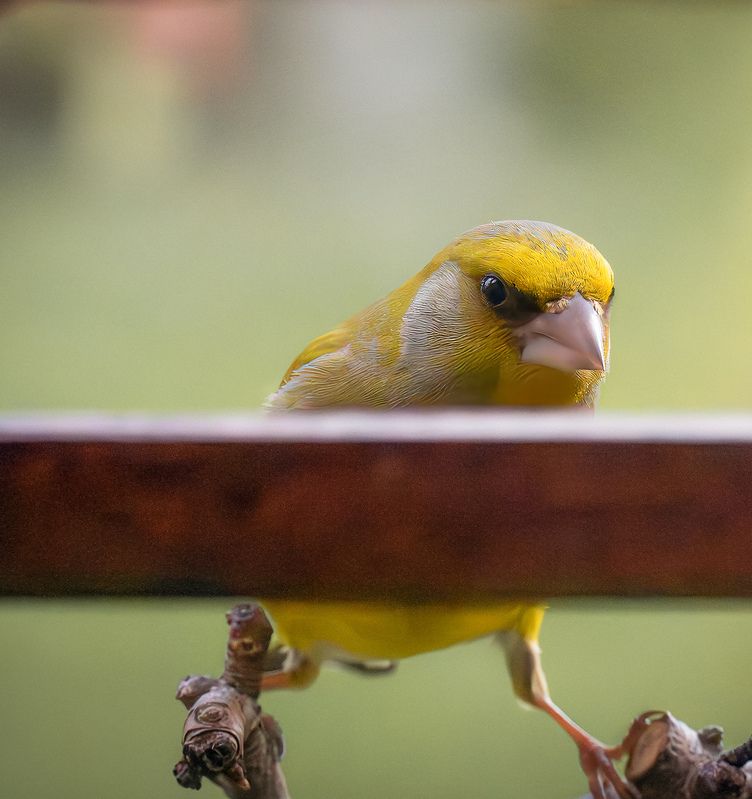 Зеленушка весна птицы  Ну и когда обедать будем? фото превью