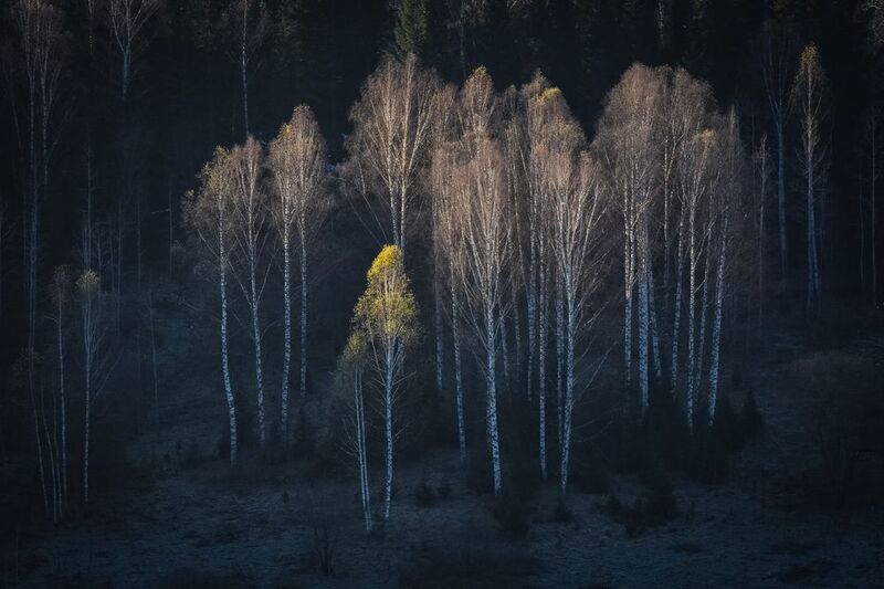Золотой свет осенних берёз фото превью