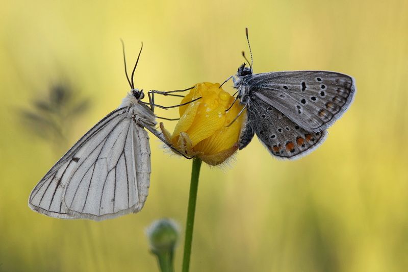 *** фото превью