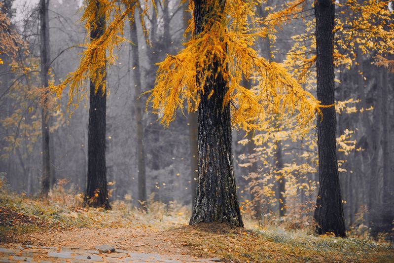 лиственница, осень, лес Последние краски осени фото превью